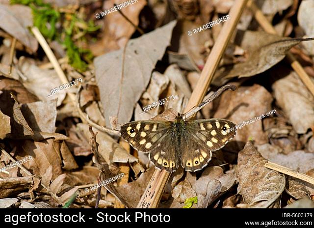 Forest board game, Forest board games, Other animals, Insects, Beetles, Animals, Speckled Wood (Parage aegeria) adult, basking on stem amongst leaf litter