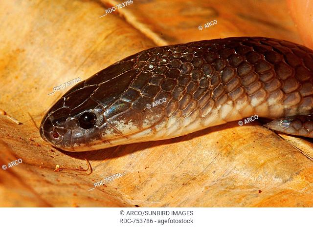 Loverdige's Garter Snake