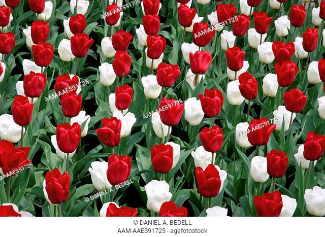 Field of Tulip, red and white, Keukenhof Garden, Lisse, Holland Spring 2005 digital capture