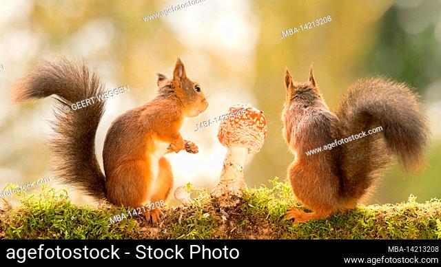 red squirrels standing with mushroom