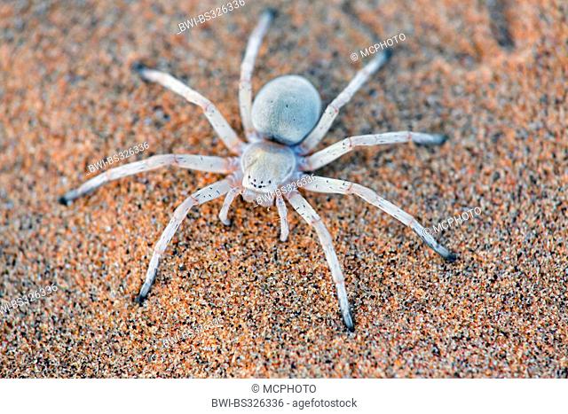 White Lady Spider, Dancing White Lady Spider (Leucorchestris arenicola), sitting on sand, Namibia, Dorob National Park, Swakomund