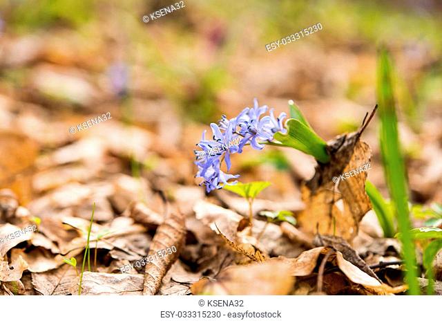 unblown wild growing squill (Scilla bifolia), blue early spring flower