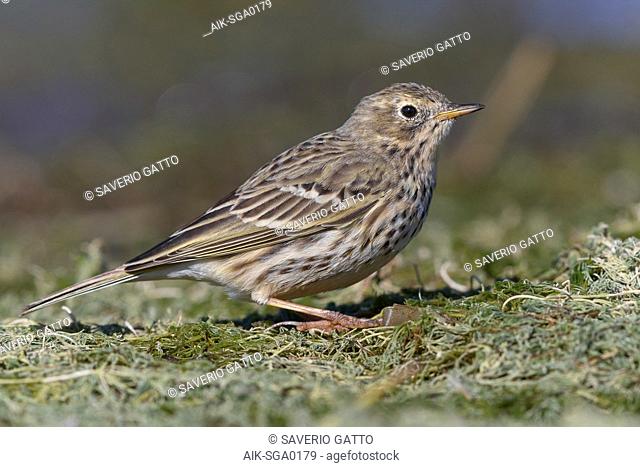 Meadow Pipit, campania, italy (Anthus pratensis)