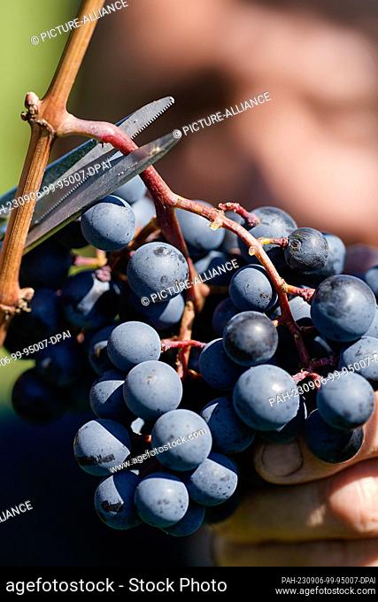06 September 2023, Rhineland-Palatinate, Wachenheim: Theo Baßler, cellar master of Weinland Wachtenburg eG, cuts grapes of the Dornfelder variety from a vine in...