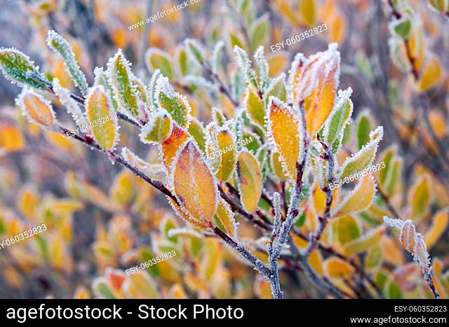 Frozen willow leaves under hoarfrost. North Chuiskiy Ridge snow mountains is on background. Autumn, trees are in fall yellow colors