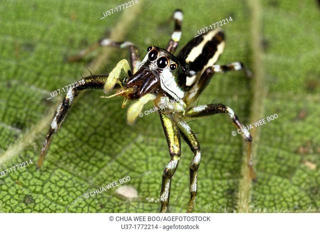 Jumping spider from Kampung Skudup, Sarawak, Malaysia