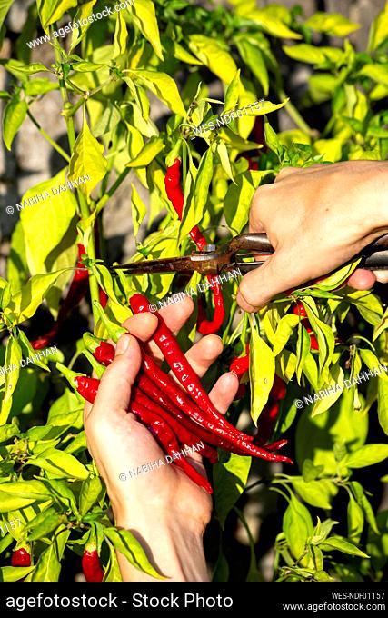 Farmer harvesting fresh red chili peppers at organic farm