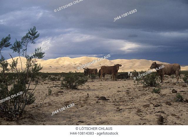 Cattle, grazing, Kelso Sand dunes, Mojave National Preserve, California, USA, America, North America, landscape, anima