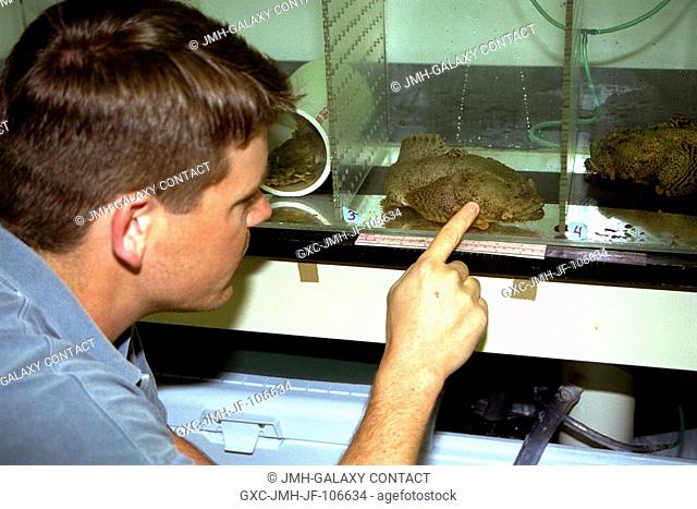 Bill Kroeger, an aquatic technician for the Bionetics Corporation, examines an oyster toadfish (Opsanus tau), like those that are part of the Neurolab payload...