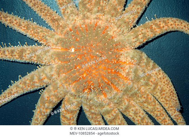 SUNFLOWER STAR (Pycnopodia helianthoides). Alaska to Baja California, Mexico. Sunflower Star / Starfish - 1 meter diameter