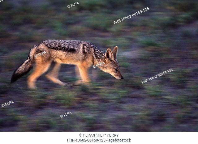 Black-backed Jackal Canis mesomelas Running - Linyanti, Botswana - January