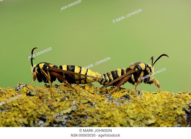 Hornet Clearwing (Sesia apiformis) mating, England, Rutland