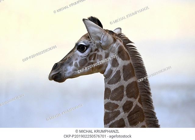 A Rothschild's giraffe (Giraffa camelopardalis rothschildi) calf is seen in the Zoo Prague, Czech Republic, on February 25, 2019