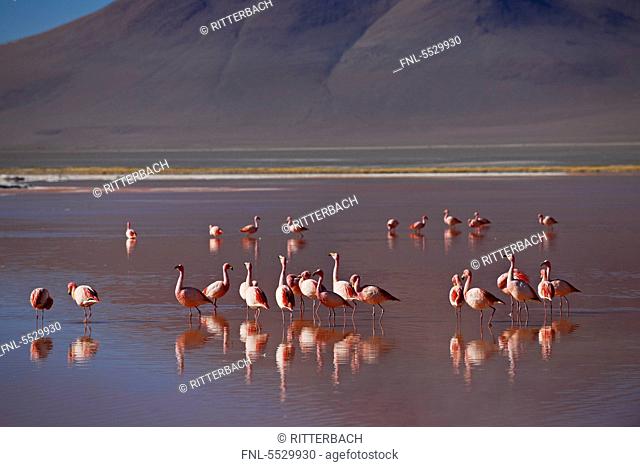 James's Flamingo Phoenicoparrus jamesi in the Laguna Colorada in the Eduardo Avaroa Andean Fauna National Reserve, Bolivia