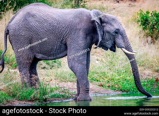 Elephant drinking at a water dam in the Kruger National Park, South Africa