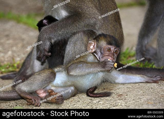 Crab-eating macaque (Macaca fascicularis), juvenile playing with cigarette filter, Bako National Park, Sarawak State, Borneo, Malaysia, Asia