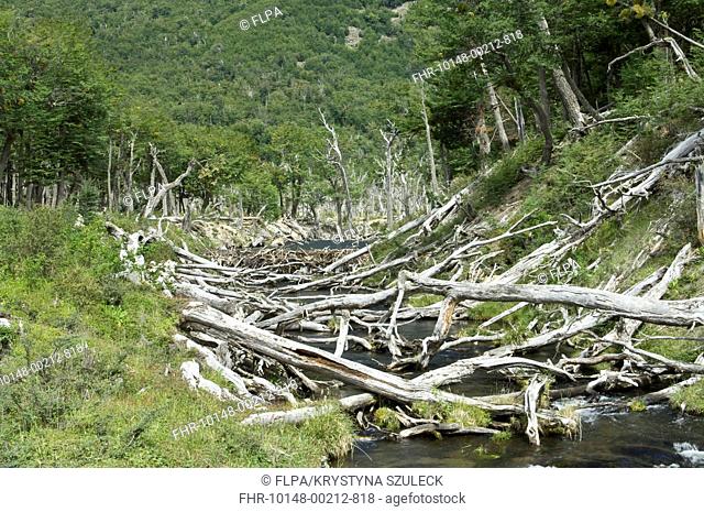 American Beaver Castor canadensis introduced species, felled Southern Beech Nothofagus sp trunks, near Lago Margarita, Southern Patagonia, Tierra del Fuego