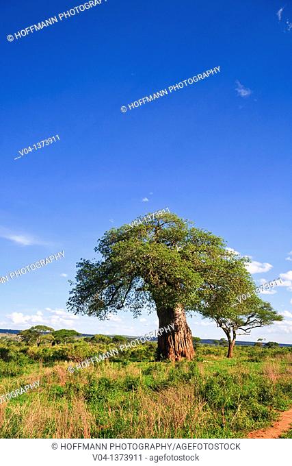 Baobab tree in the Tarangire National Park in Tanzania, Africa