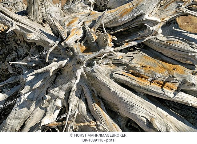 Root stock of a Scots Pine (Pinus sylvestris), weather-beaten and sun-bleached, Crater Lake National Park, Oregon, USA