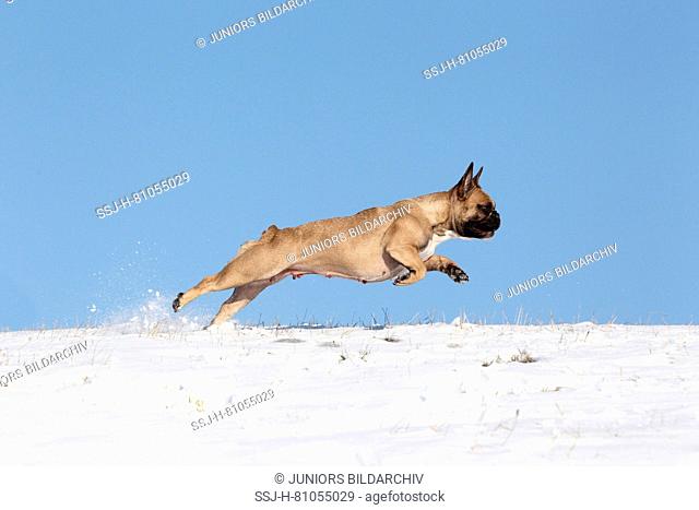 French Bulldog. Adult bitch jumping in snow. Germany