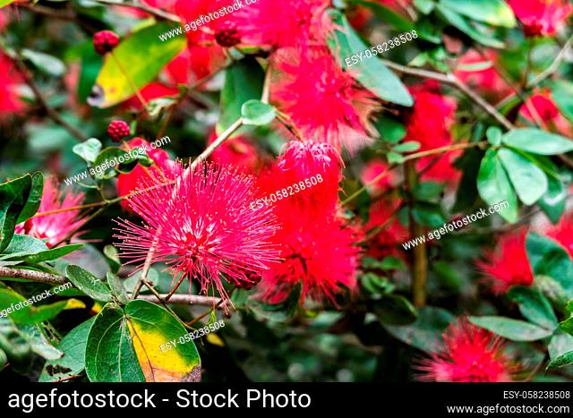 red powderpuff flowers, calliandra haematocephala tree in the outdoor