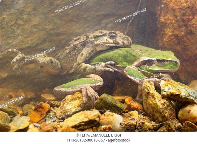 Common Parsley Frog Pelodytes punctatus and Stripeless Treefrog Hyla meridionalis two adult males, in amplexus underwater, Italy, march