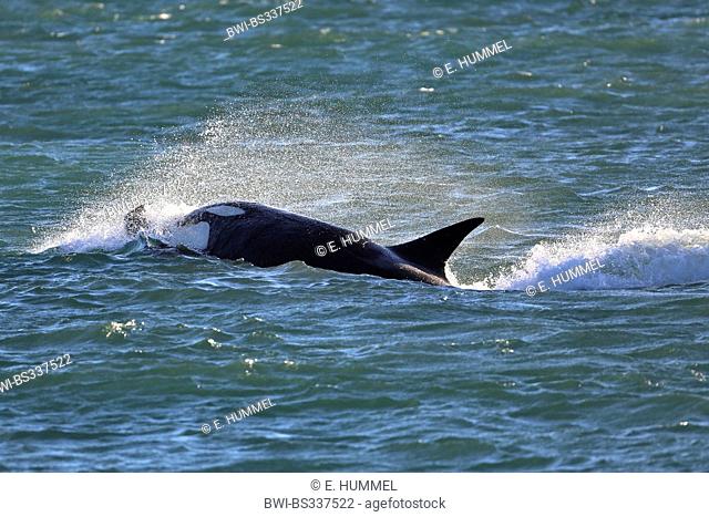 orca, great killer whale, grampus (Orcinus orca), attacking, Argentina, Patagonia, Valdes