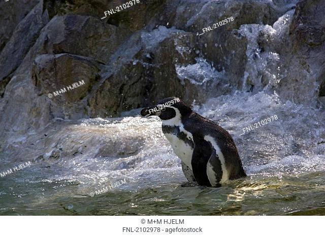 Humboldt Penguin Spheniscus humboldti in water, Germany