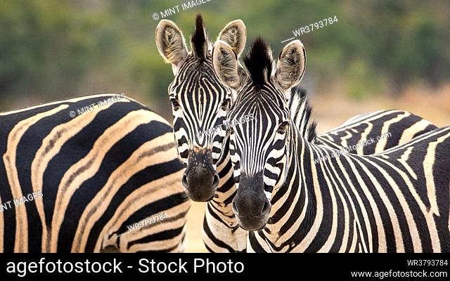 Two zebra, Equus quagga, standing together, direct gaze