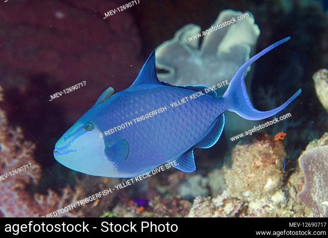 Redtooth Triggerfish - Yilliet Kecil dive site, Yilliet Island, Misool, Raja Ampat, West Papua, Indonesia