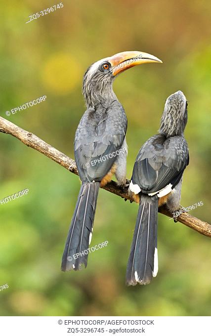 Malabar grey hornbill, Ocyceros griseus, Western Ghat, India