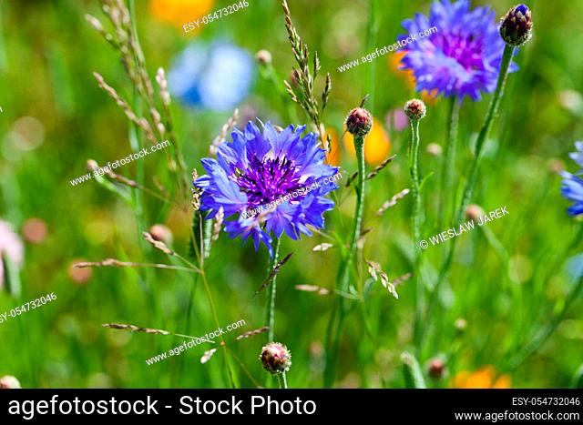 Cornflower flowers on meadow