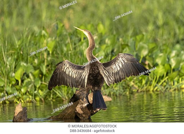 Brazil, Mato Grosso, Pantanal area, Anhinga or Snakebird (Anhinga anhinga) drying the wings