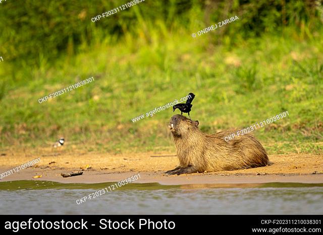Capybara in tropical Pantanal, Brasil, September 26, 2022. (CTK Photo/Ondrej Zaruba)