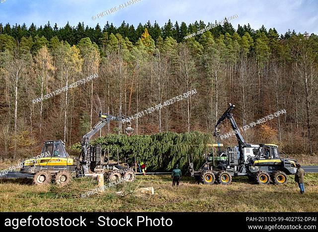 20 November 2020, Hessen, Wanfried: A red spruce is lifted onto a low loader with return vehicles. This year, the Christmas tree for the Chancellor's Office...
