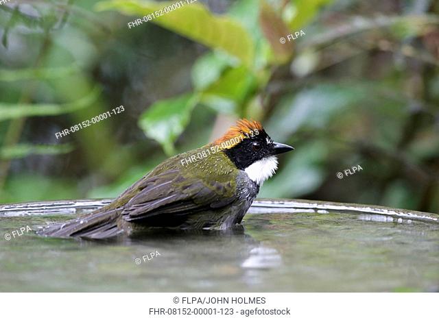 Chestnut-capped Brush-finch (Arremon brunneinucha) adult, bathing in birdbath, Las Grallarias, Mindo, Andes, Pichincha Province, Ecuador, February