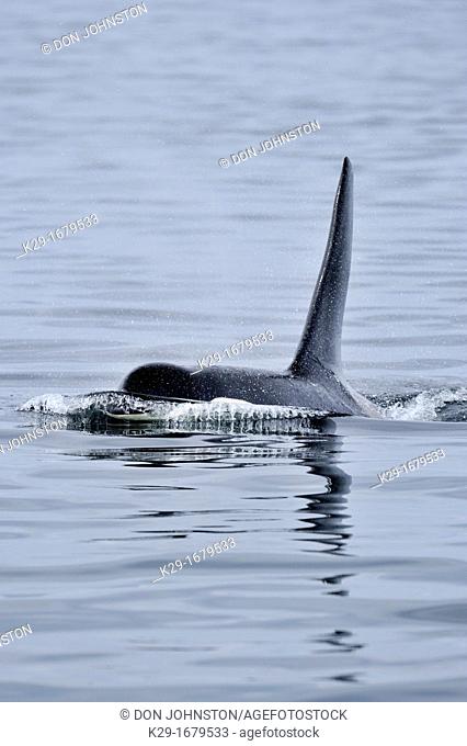 killer whale Orcinus orca Bull member of the Resident pod in its summer salmon feeding territory, Johnstone Strait, Vancouver Is , British Columbia, Canada