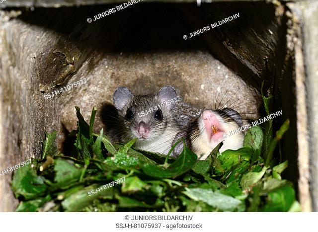Edible Dormouse (Glis glis). Parent and juvenile resting and sleeping in nesting box during the day. Germany