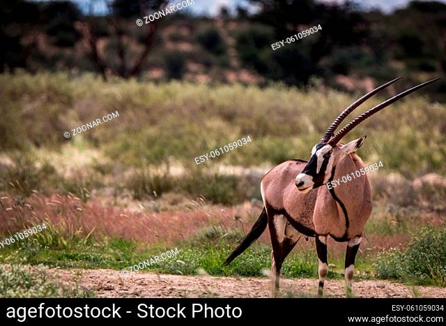 Oryx standing in the grass and starring in the Kgalagadi Transfrontier Park, South Africa