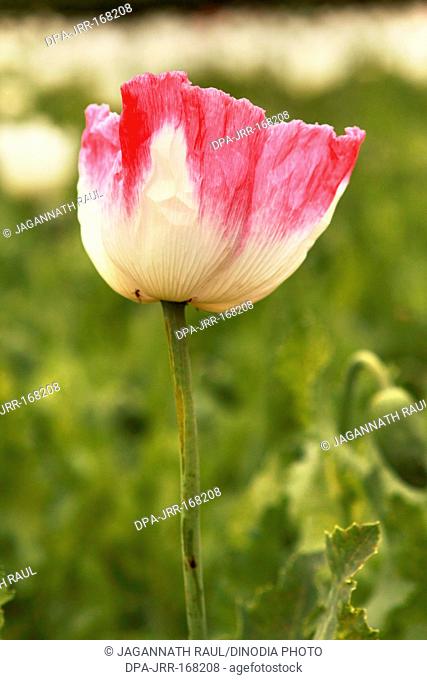 Poppy flower plantation , Neemuch , Madhya Pradesh , India