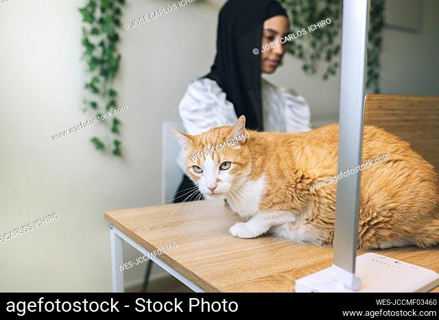 Cat sitting on desk while female freelancer working in background at home