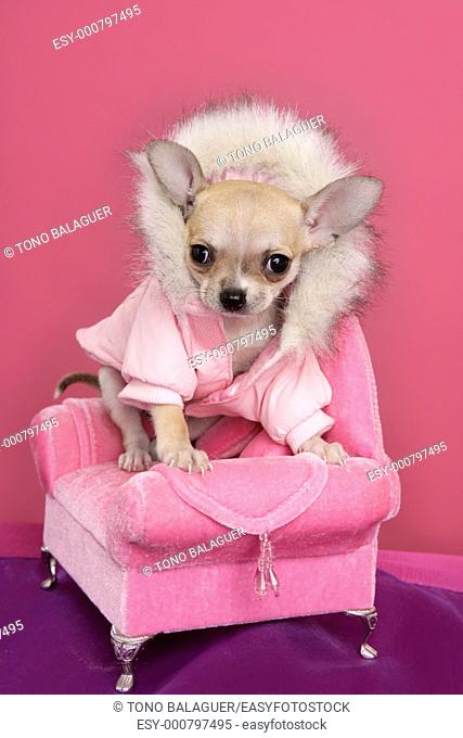fashion chihuahua dog barbie style sofa armchair pink background