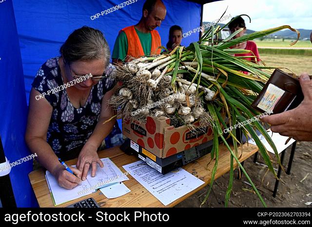 Garlic picking near Martinice, Kromeriz region, Czech Republic, June 27, 2023. (CTK Photo/Dalibor Gluck)