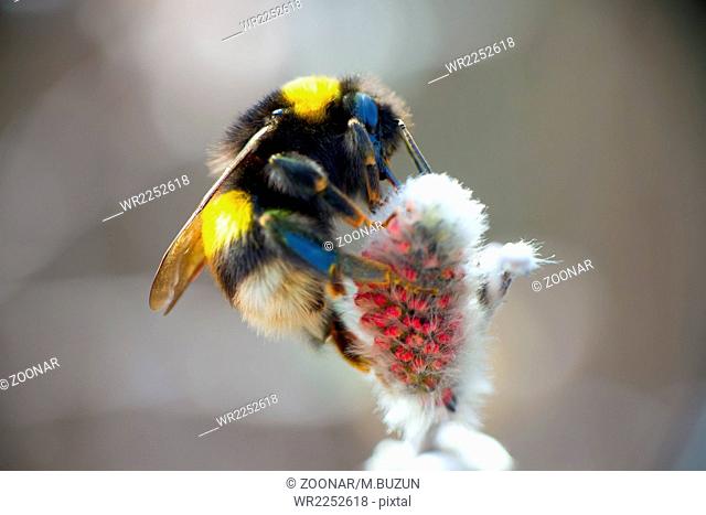 summer Bumble bee insect flower macro