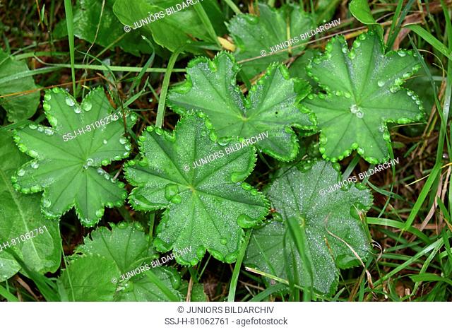 Guttation drops on Lady`s Mantle leaves (Alchemilla vulgaris)