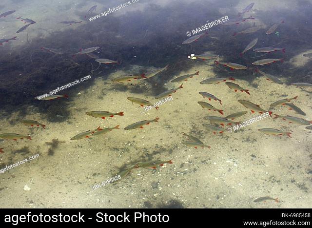 Shoal of Common rudd (Scardinius erythrophthalmus) in shallow water, Middle Elbe Biosphere Reserve, Dessau-Roßlau, Saxony-Anhalt, Germany, Europe