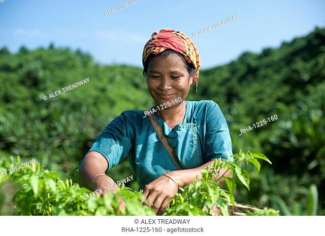 A Marma woman collecting chillies, Chittagong Hill Tracts, Bangladesh, Asia