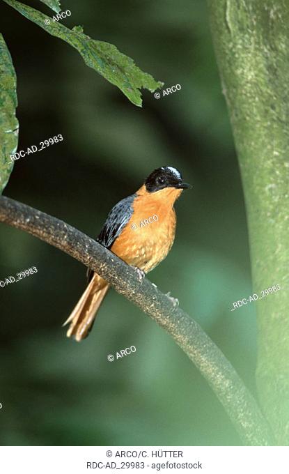 White-crowned Robin Chat Cossypha niveicapilla