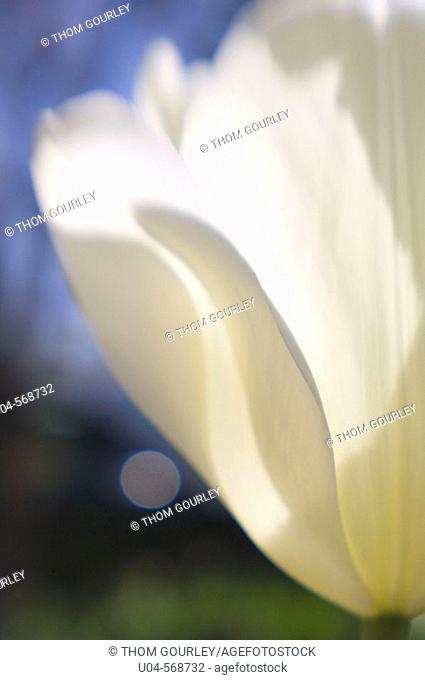 White Tulip in soft focus