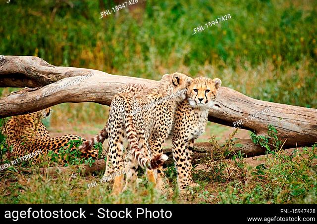 Three Cheetahs, Acinonyx jubatus, Serengeti National Park, Tanzania, East Africa, Africa
